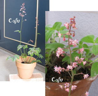 福岡の雑貨屋Cafu（カフー）の植物：ユキノシタ、ヒューケレラ、タペストリー