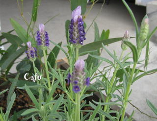 福岡の雑貨屋Cafu（カフー）の植物：ラベンダーです、ストエカス・ラベンダー