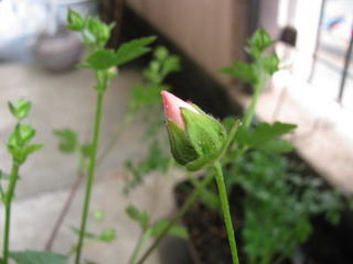 ̎G݉CafuiJt[jFx_̐A}oXg