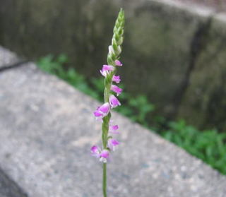 福岡の雑貨屋Cafu（カフー）：道端に咲くねじ花