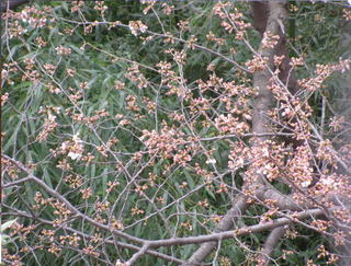 福岡の雑貨屋Cafu（カフー）：桜の開花