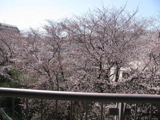 sakura20120401-1.jpg